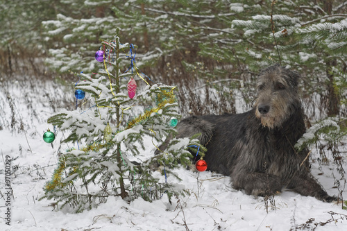Принти на полотні Christmas tree in the forest
