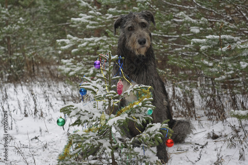 Принти на полотні Christmas tree in the forest