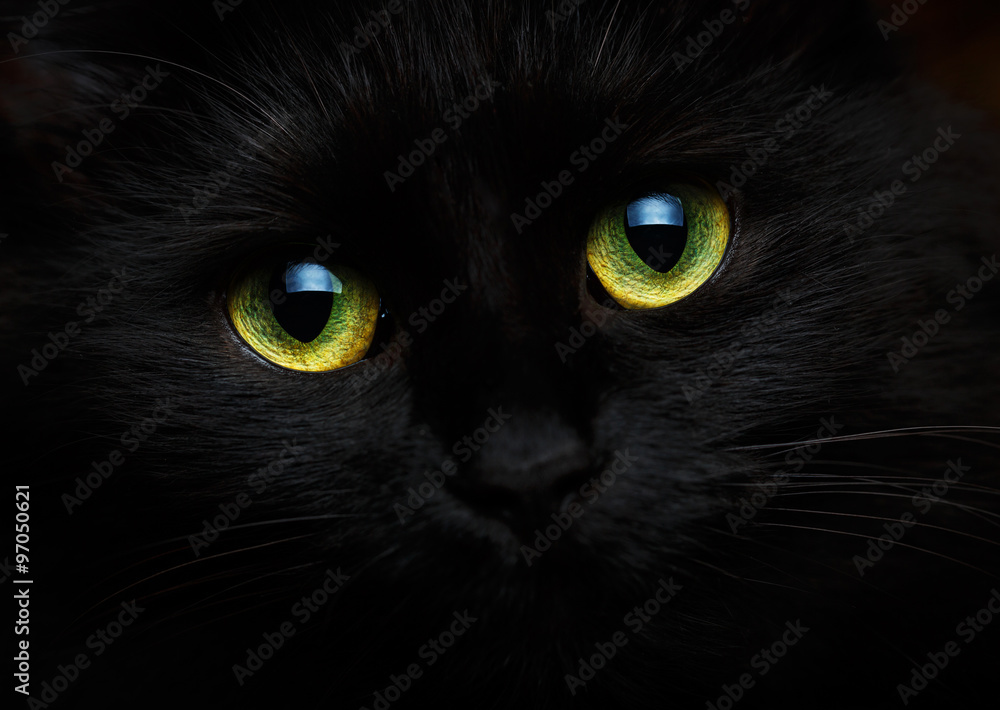 Naklejka premium Cute muzzle of a black cat close up