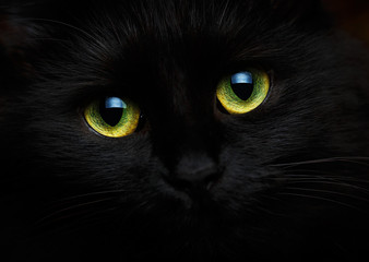 Keuken achterwand Kat Close-up snuit van zwarte kat  © vladstar