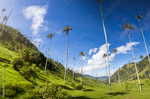 Cocora valley with giant wax palms  near Salento, Colombia photo