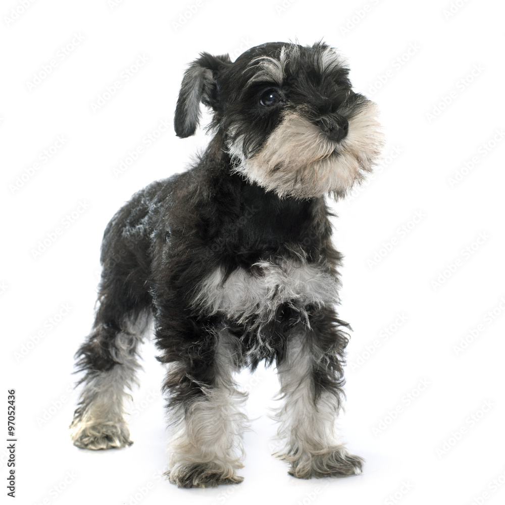 puppy miniature schnauzer