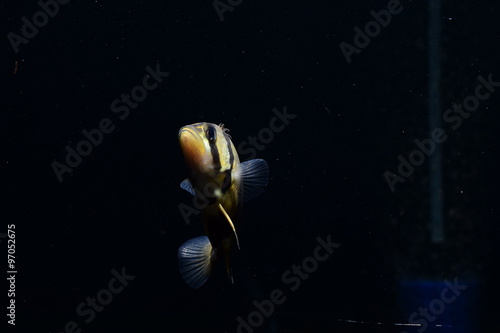 SIAMESE TIGER FISH