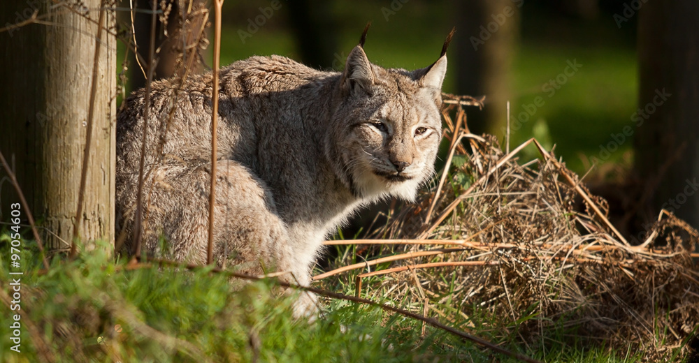 photo portrait of an alert Lynx cat photo portrait of an alert Lynx cat