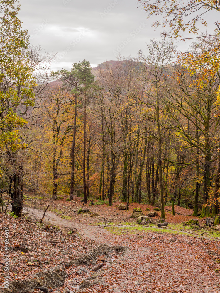 Fototapeta premium Autumn colours on trees at Rydal Mount, Rydal, Cumbria, UK