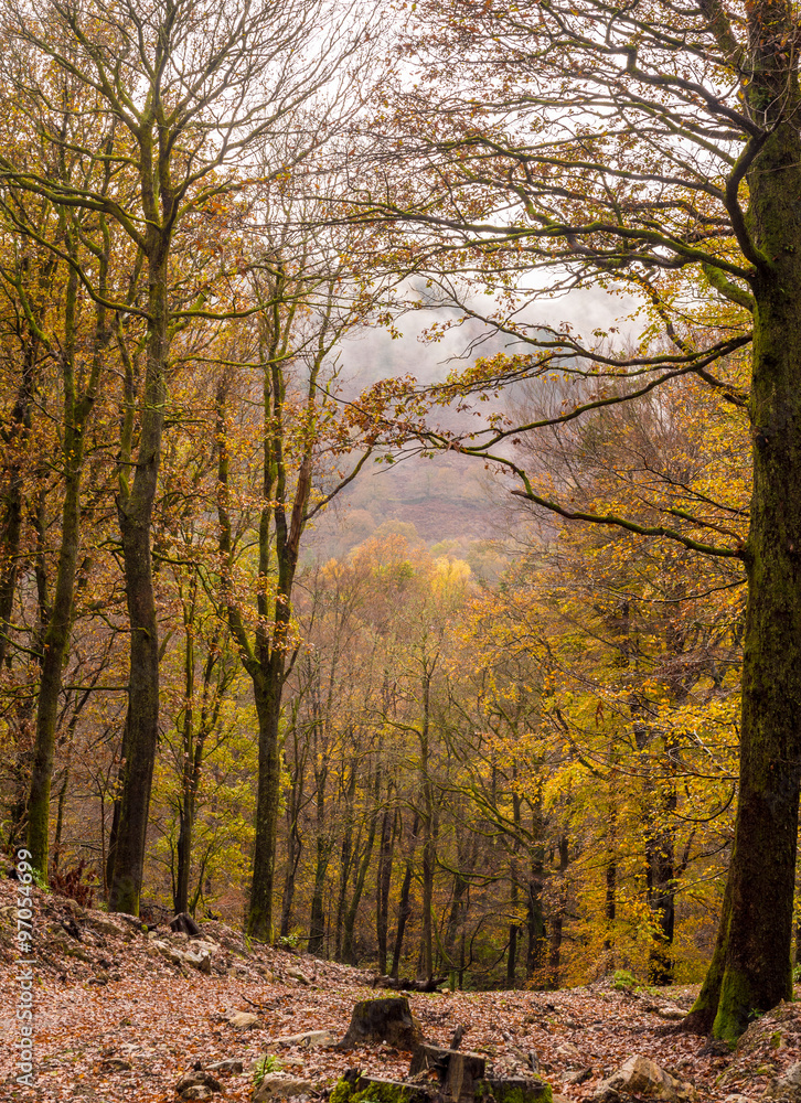 Fototapeta premium Autumn colours on trees at Rydal Mount, Rydal, Cumbria, UK