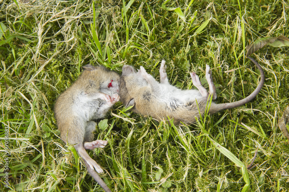 Obraz premium Dead mice in grass