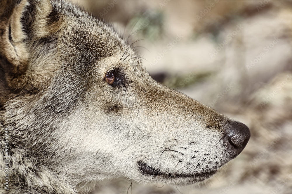 Portrait of The Wolf Portrait of The Wolf