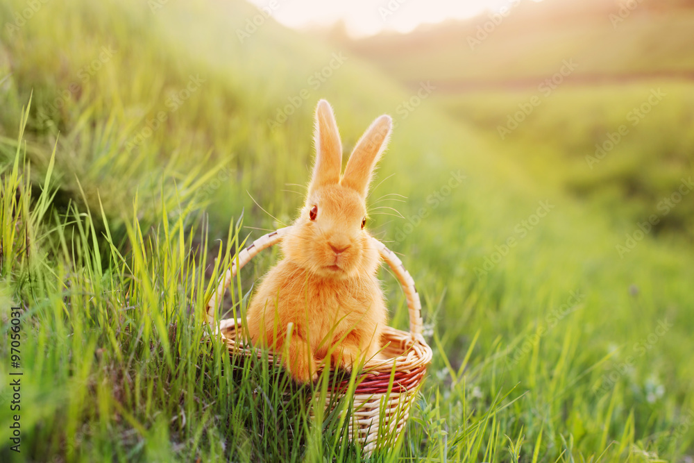 Fototapeta premium rabbit in basket outdoor