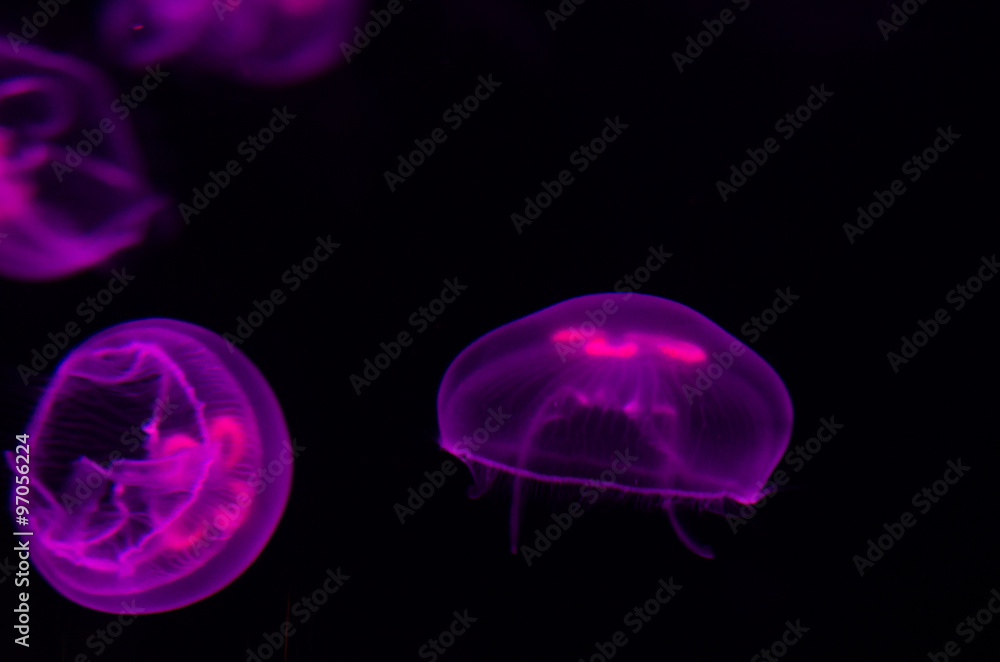 Group of light purple jellyfish. Group of light purple jellyfish.