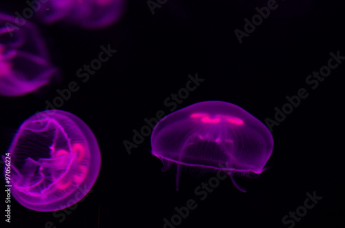 Group of light purple jellyfish.
