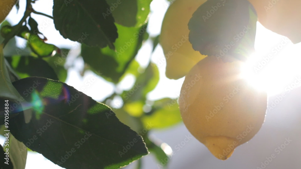 Branches With Ripe Lemons. Lemon Tree With Ripe Lemons