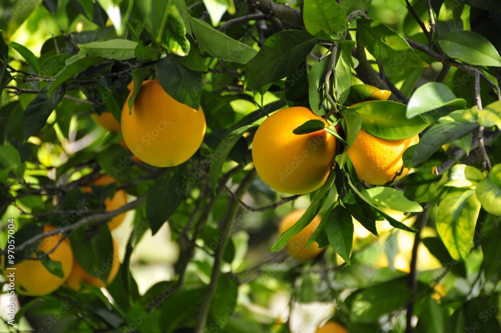 апельсиновое дерево с апельсинами