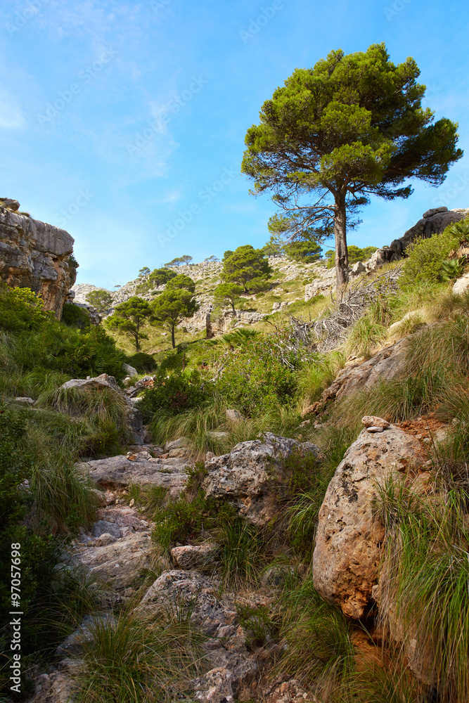 Torrent de les Agulles, Mallorca, Spanien