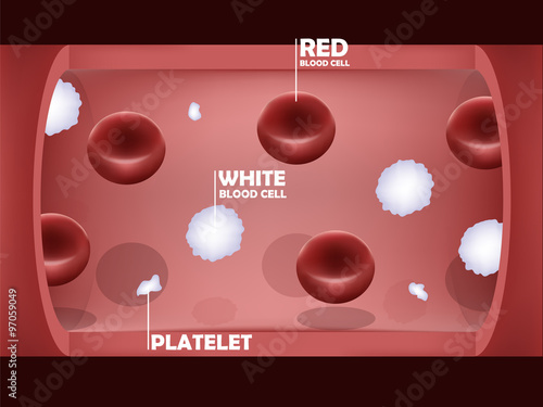 graphic design of blood system,Interior of a blood vessel with red blood cells ,white blood cells and platelets