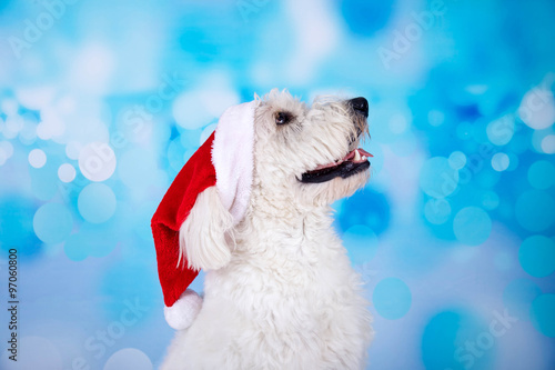 Weißer Hund mit Nikolausmütze blickt nach oben photo