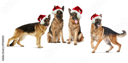 Photography Santa's German shepherd dogs