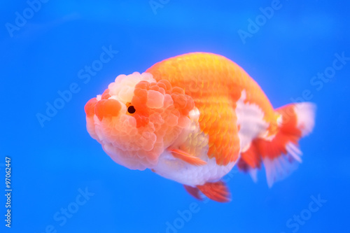 Goldfish © anake