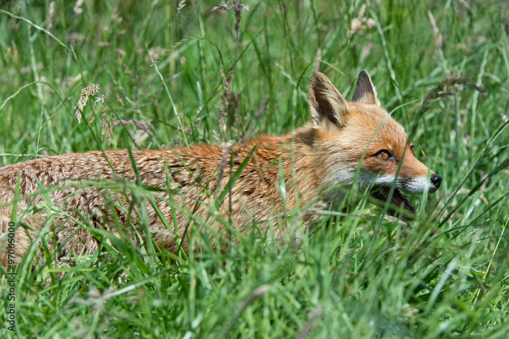 Naklejka premium Red Fox (Vulpes Vulpes)/Red Fox in deep green grass