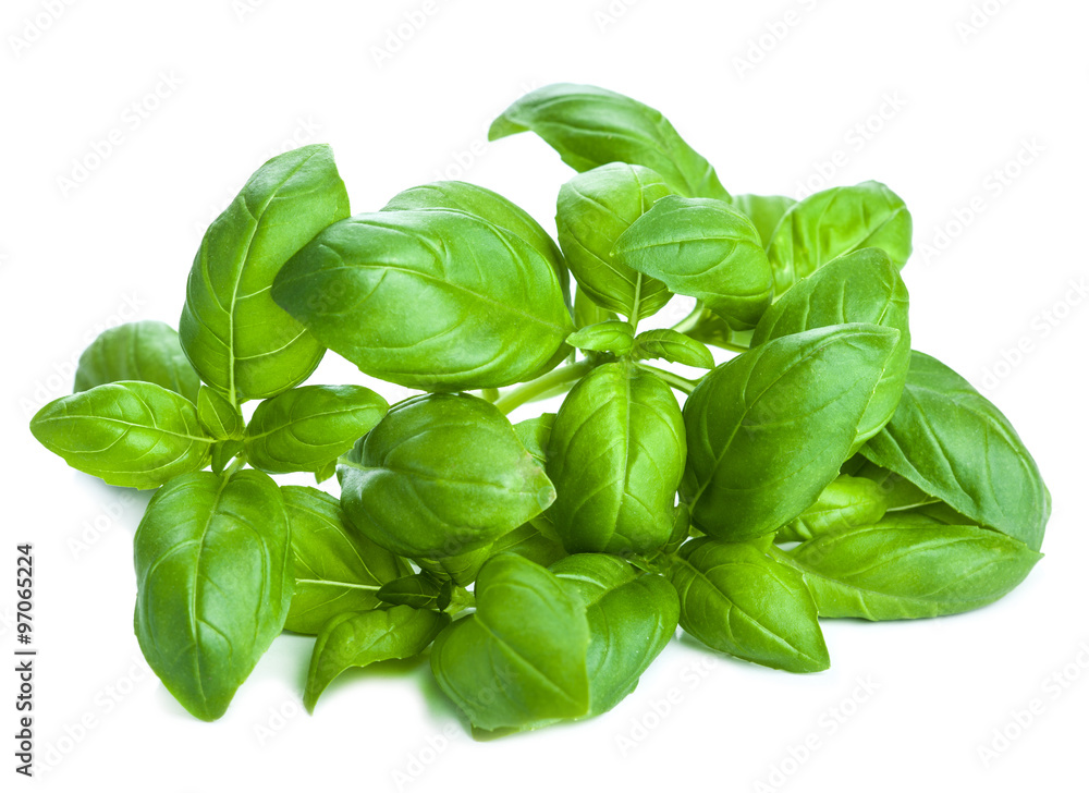 fresh basil leaves herb isolated fresh basil leaves herb isolated