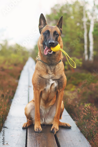 Obedient Belgian Shepherd dog Malinois sitting on a wooden deck and holding a toy