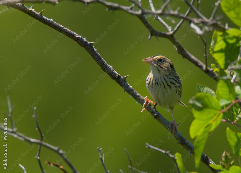 Henslow's Sparrow Henslow's Sparrow