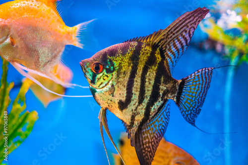 Marbled black and yellow long finned angel fish.