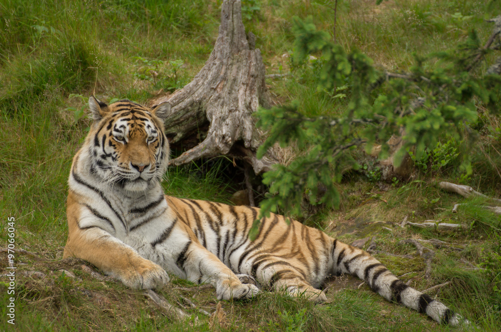 Fototapeta premium Tiger