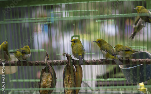 Birds at the Pasar Ngasem Market in Yogyakarta, Central Java, In photo