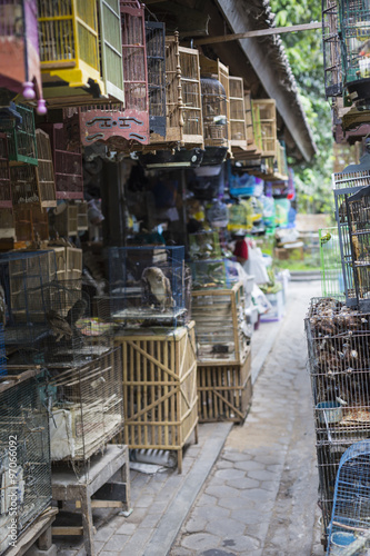 Birds and parrots at the Pasar Ngasem Market in Yogyakarta, Cent photo