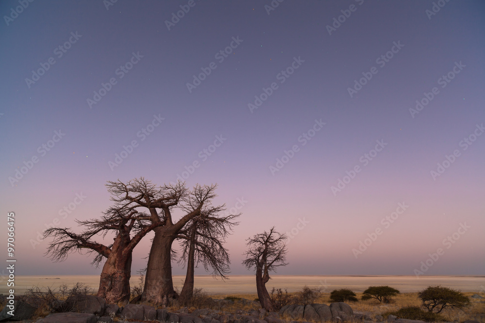 Baobabs before sunrise