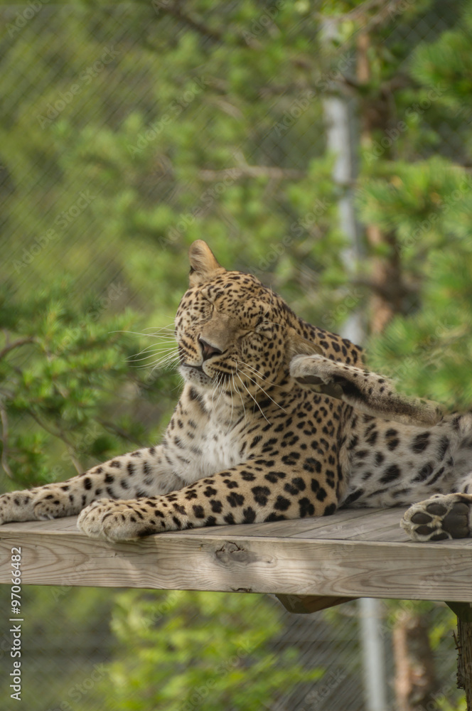 Fototapeta premium Jaguar