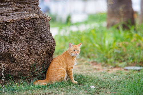Red cat sitting in grass under a palm tree