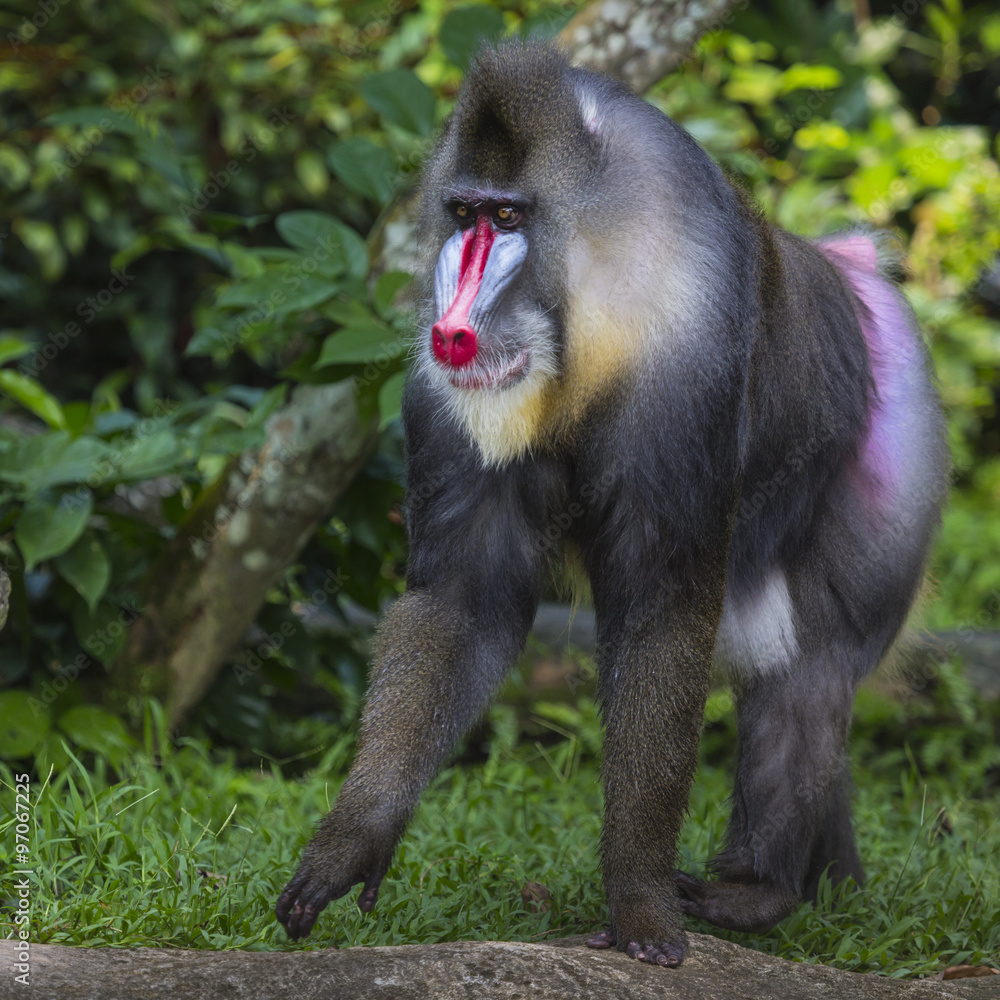 Naklejka premium Portrait of the adult male mandrill