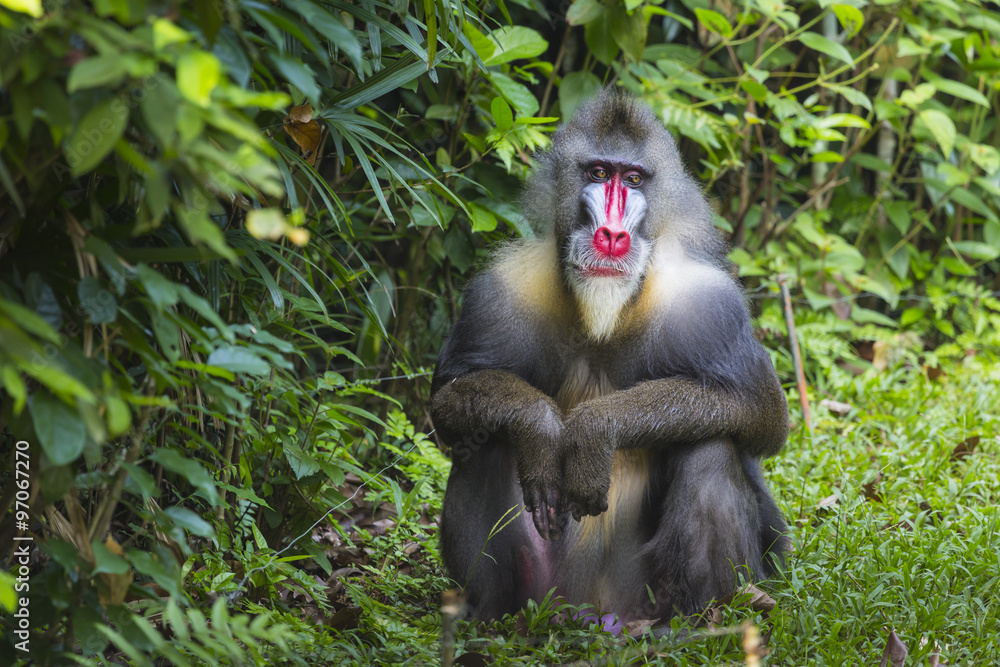 Obraz premium Portrait of the adult male mandrill