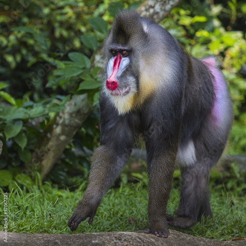 Portrait of the adult male mandrill photo