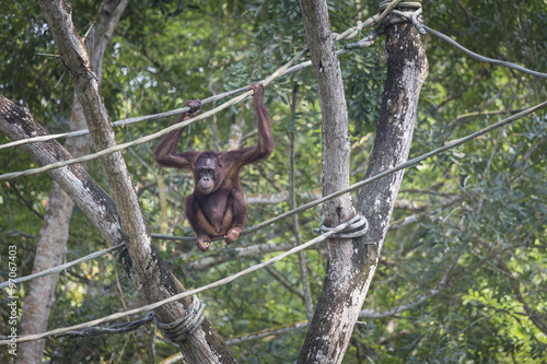 Orangutan in the jungle of Borneo Indonesia. © Curioso.Photography