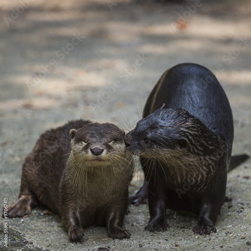 two kissing eurasian otters