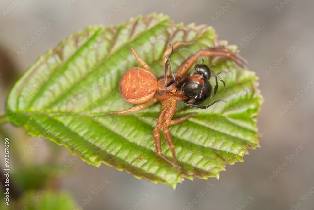 Fototapeta premium Ground crab spider, Xysticus feeding on caught ant
