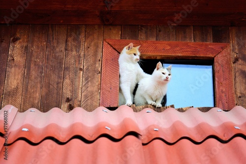 Funny cats on the roof  photo