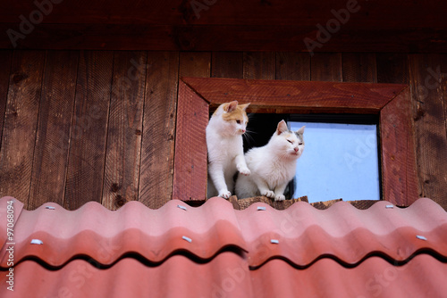 Funny cats on the roof  photo