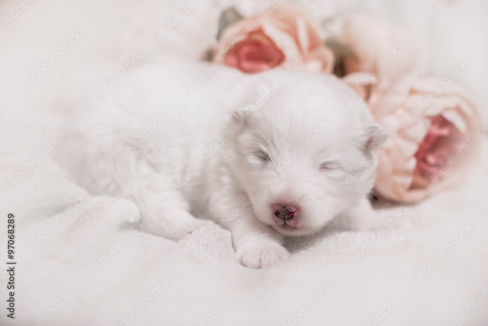 Adorable sleeping white puppy