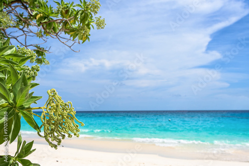 Flower of Argusia argentea or Heliotropium foertherianum on beautiful landscapes of sea and beach background under blue sky in summer at Miang island  Mu Ko Similan National Park  Phang Nga  Thailand