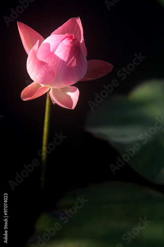 Fototapeta Naklejka Na Ścianę i Meble -  Blooming pink lotus on black