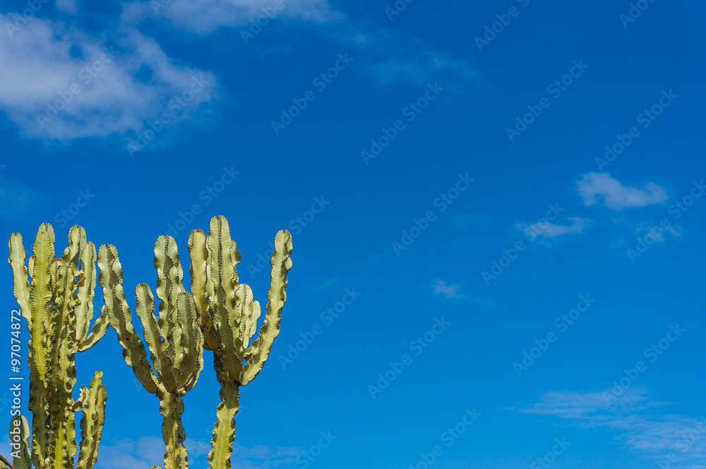 Euphorbia cactus with blue sky and copy space Euphorbia cactus with blue sky and copy space