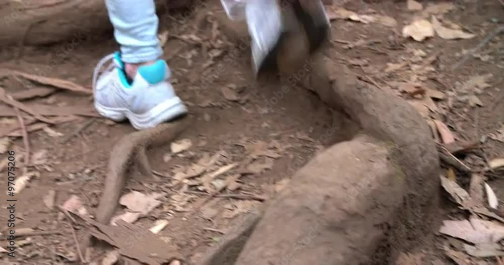 Family walking uphill through forest, back view