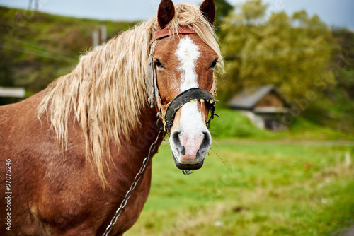 Horse with beautiful mane