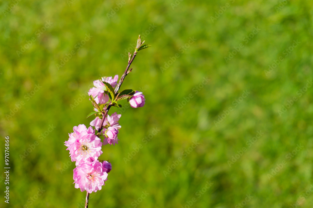 Blooming cherry with copy space Blooming cherry with copy space