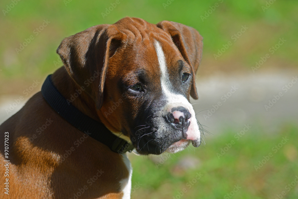 Beautiful head shot of Boxer Bulldog puppy.