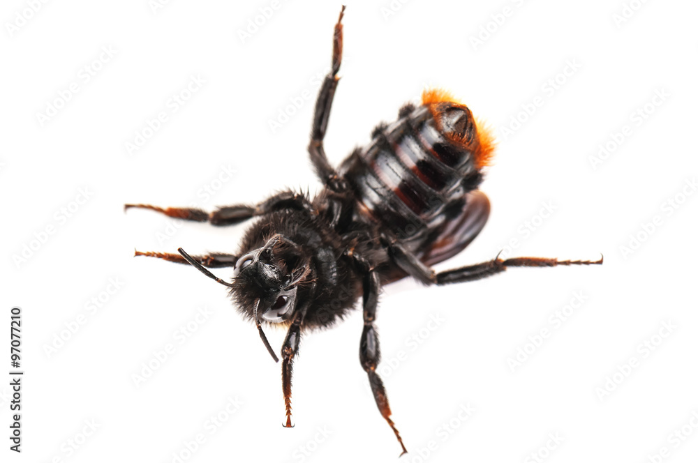 Naklejka premium bumblebee on the back